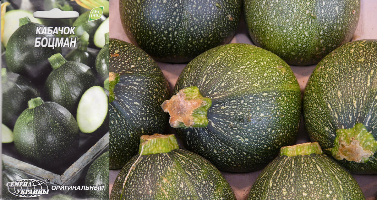 Сорта круглых кабачков: отличия желтых и зеленых мячиков и аналоги тыкв