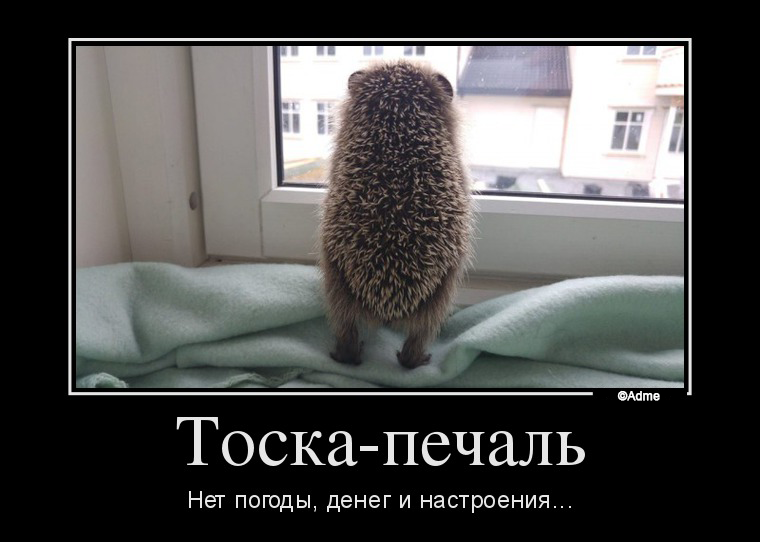 Не хочу чтоб ты грустил. Ежик у окна. Ежик с надписями. Ежик у окошка. Ежик скучает.