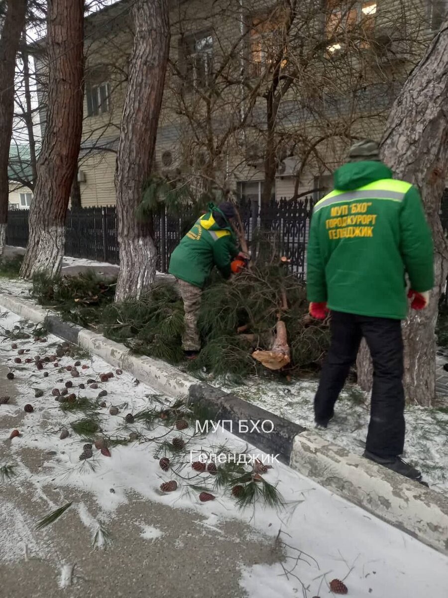 Ураган массово валит деревья в Геленджике | Жизнь на море | Дзен