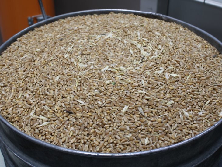    За неделю на Алтае выявили 5170 тонн зерна, зараженного вредителями