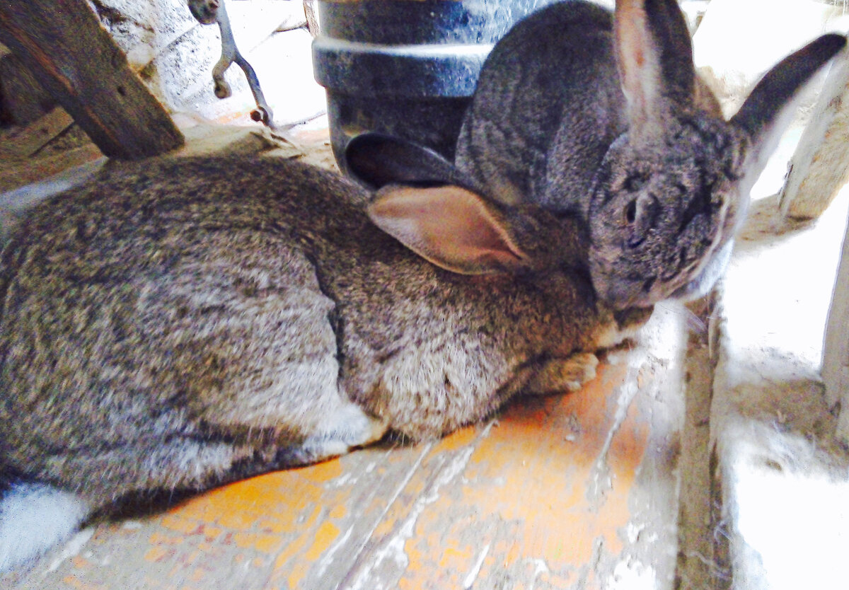 прошу прощения за качество фото, снимала чисто для себя на телефон, не думала, что когда-то буду публиковать