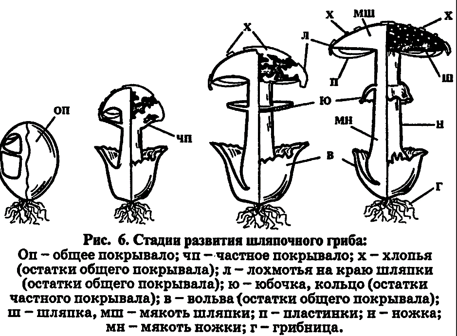 Ножки свиные на холодец