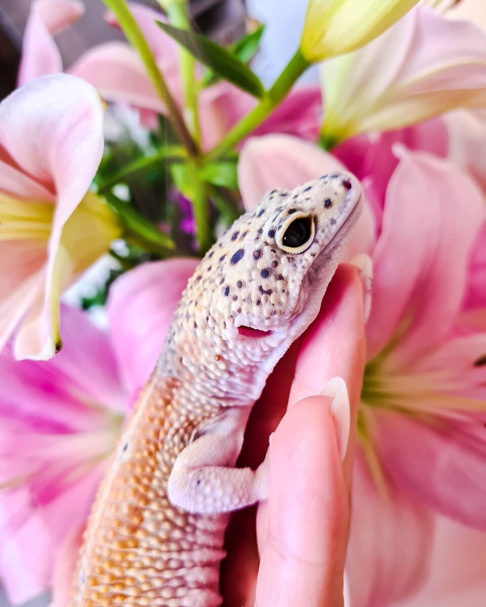 Эублефар и цветы