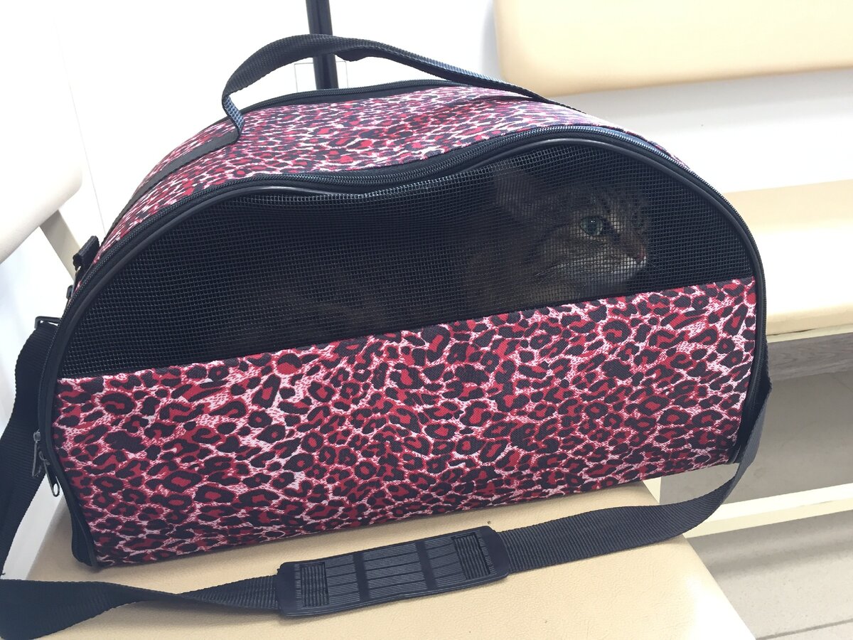 В ветеринарку Милочка ехала в сумке-переноске. 