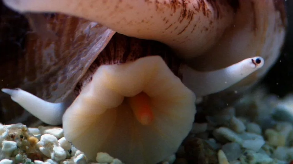 А кто это у нас не сделал домашнее задание, м? 