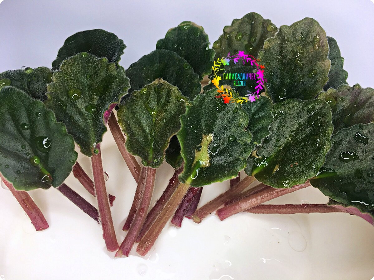 Слышали о таком?