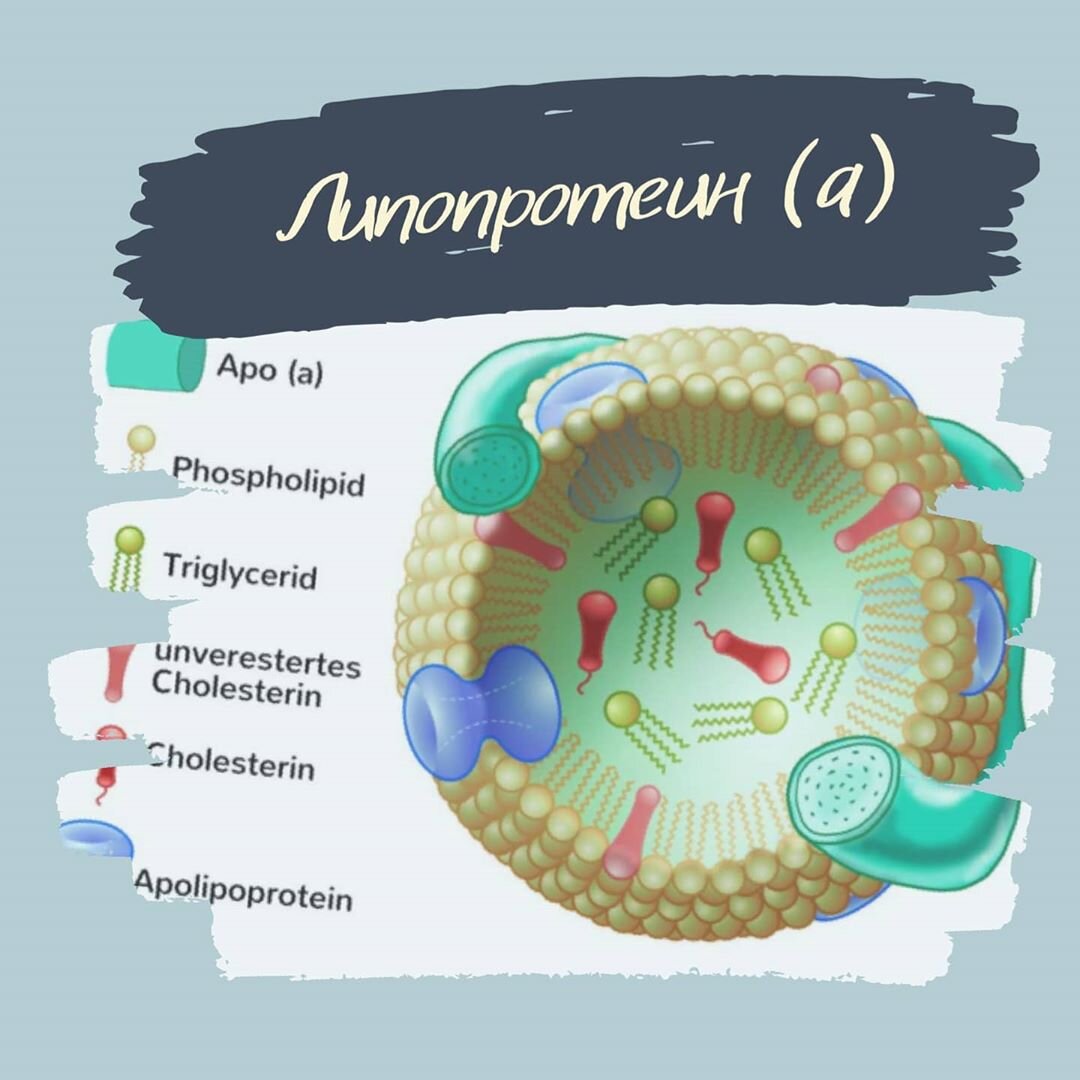 Липопротеина а. Липопротеины биохимия. Низкий липопротеин высокой плотности что это значит. Лпнп структура. Низкий липопротеин высокой плотности что это значит.