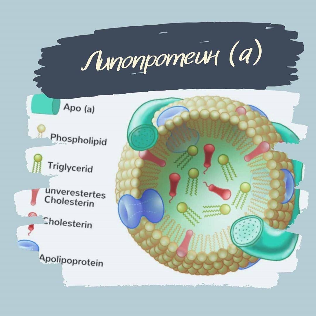 Липопротеин а. Липопротеин. Апопротеины липопротеинов. Липопротеины вирусов. Липопротеины в продуктах.