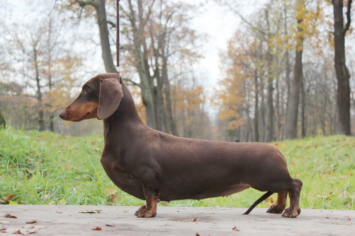 Такса, с сайта beautyhill.ru