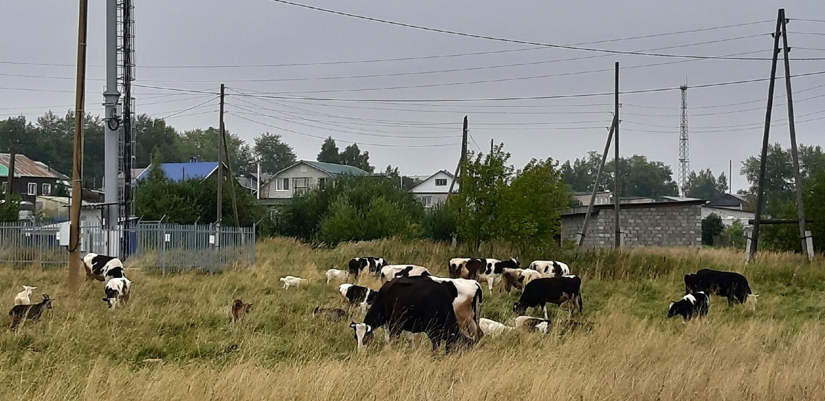 Деревенская красота.