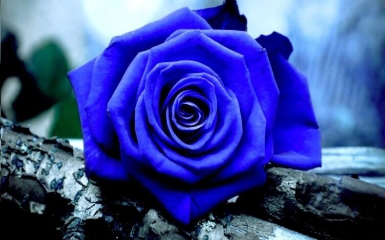 Синие розы, фото из открытого источника Google