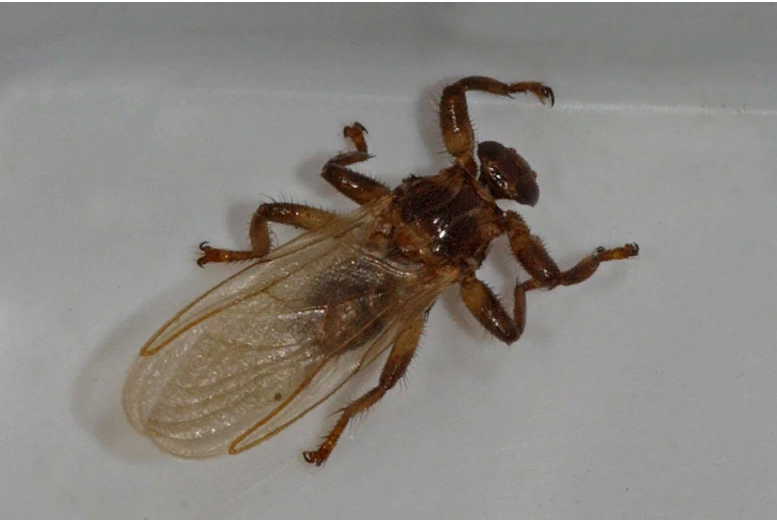 Лосиная кровососка(муха,вошь)