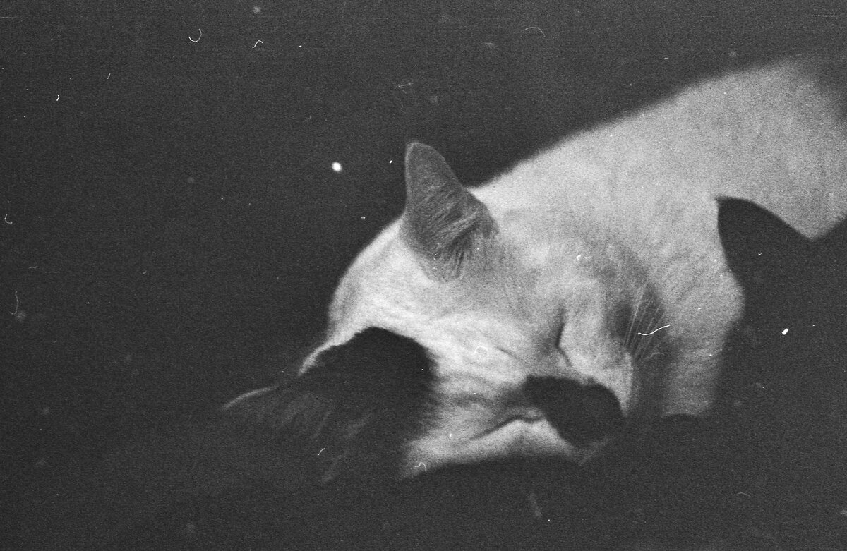 ilford 400, zenit, Франк и Кнарф