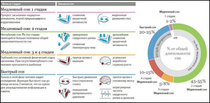 Сон регистрация. Фазы быстрого и медленного сна таблица по времени. Фазы сна схема. Структура сна фазы медленного и быстрого сна. Фаза медленного сна характеризуется.