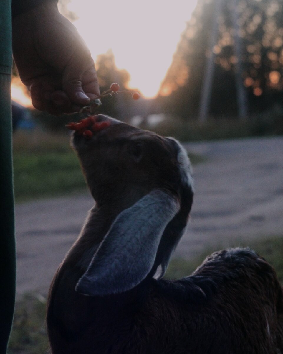 козлику холодно тут жить, ведь он англо-нубийской породы)))