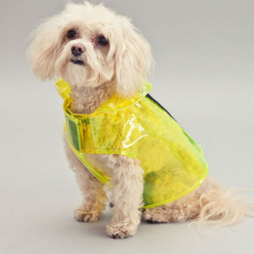 Дизайнерские породы собак: отличный выбор для стильного компаньона