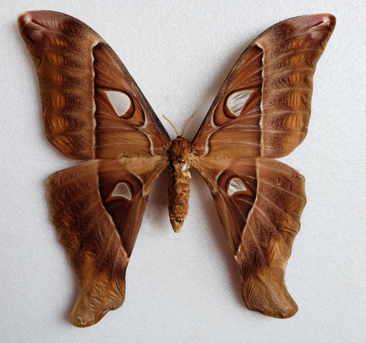 Бабочка Павлиноглазка Геркулес