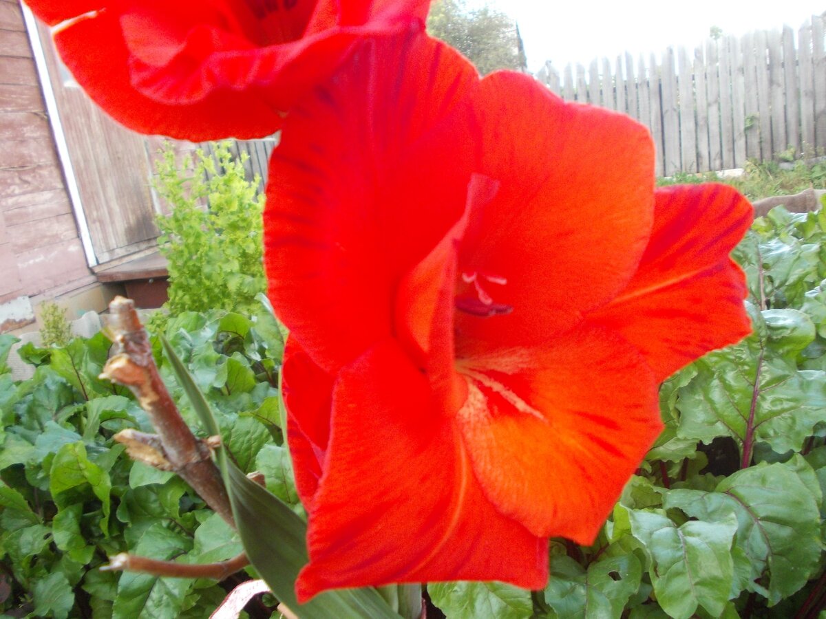 Фото мое и цветочек мой)