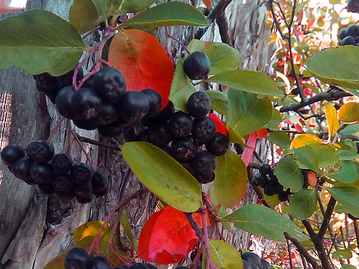Черноплодная рябина