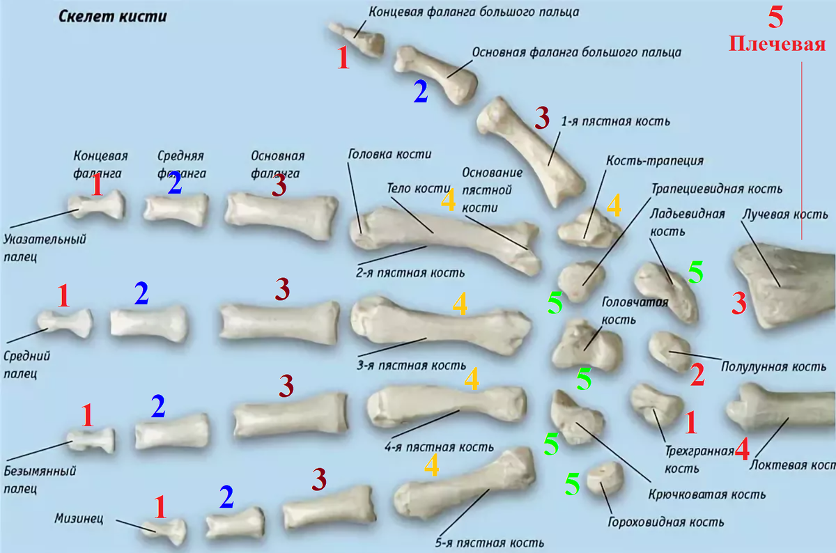 Схема костей кисти