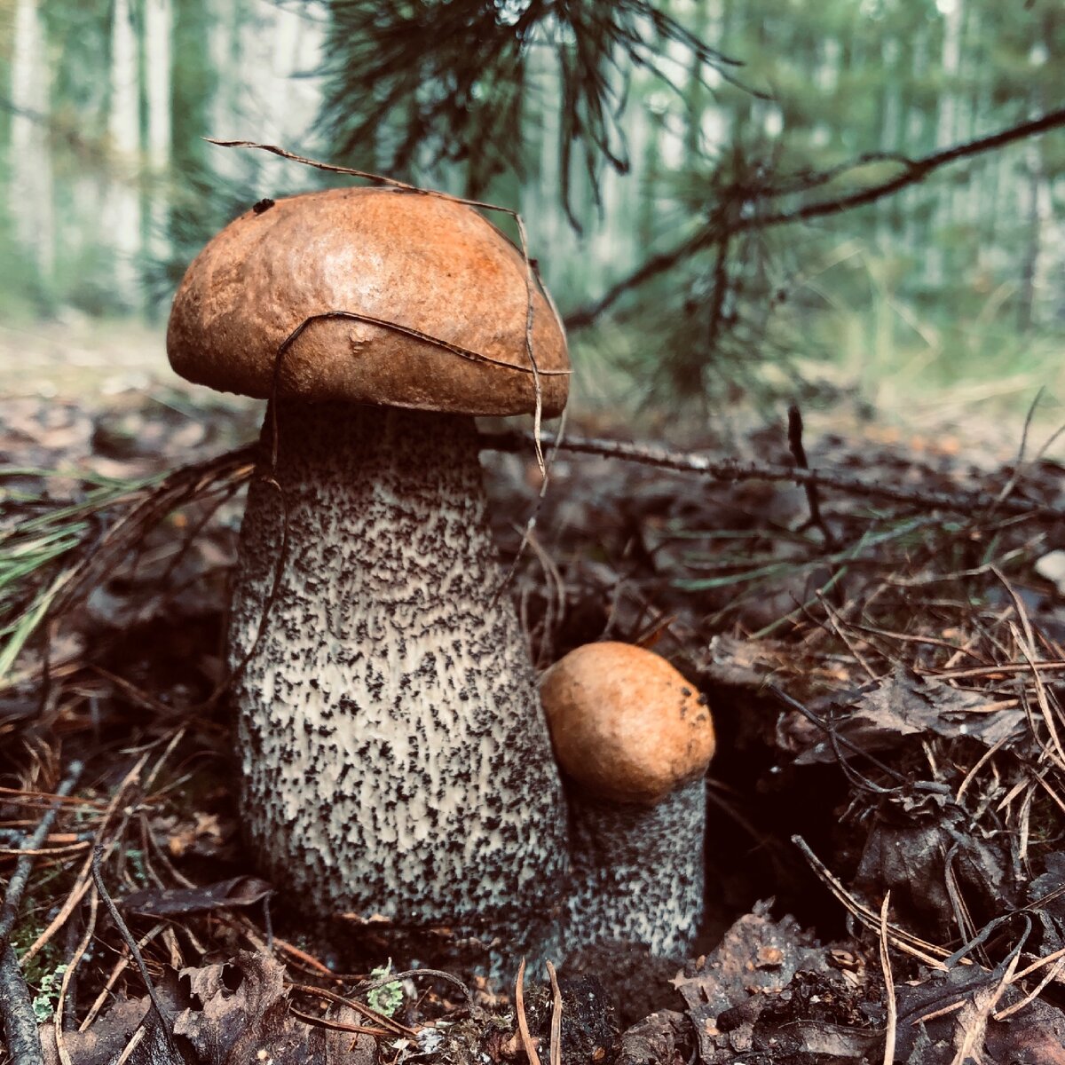 Подосиновики 