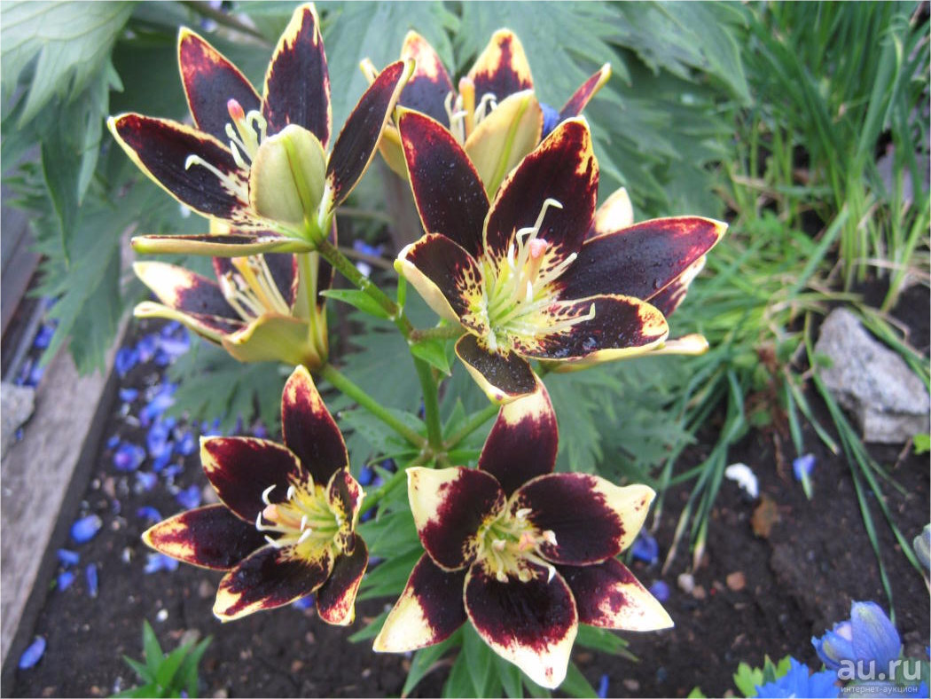 Лилия азиатская Танго «Изи Данс»       53 рубля всего!!!)