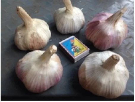 Чеснок сорта Любаша созревает за 98 дней