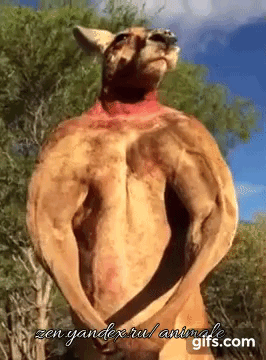 Кенгуру гифка