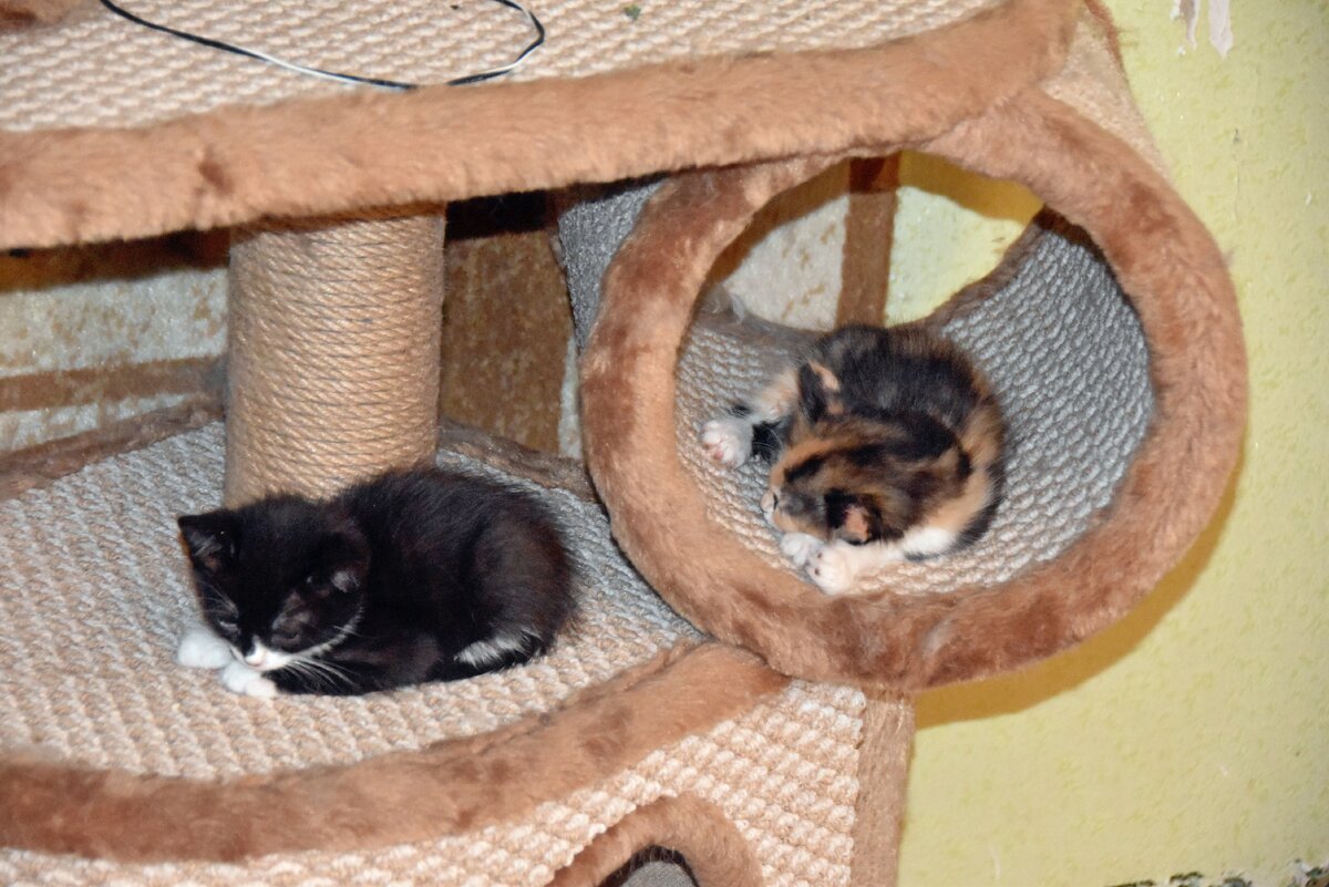 брат и сестренка