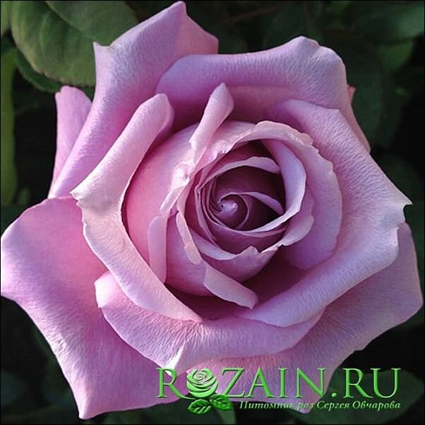 Шарль де Голль