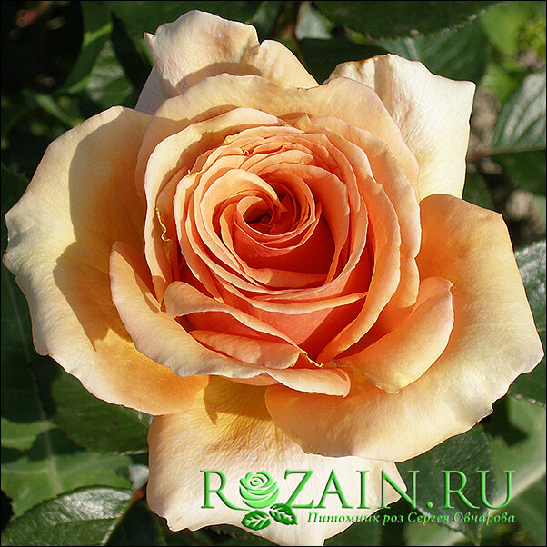 питомник роз полины осипенко. роза лариса русроза. роза терракота terracotta. подворье розы. русроза роза галина.