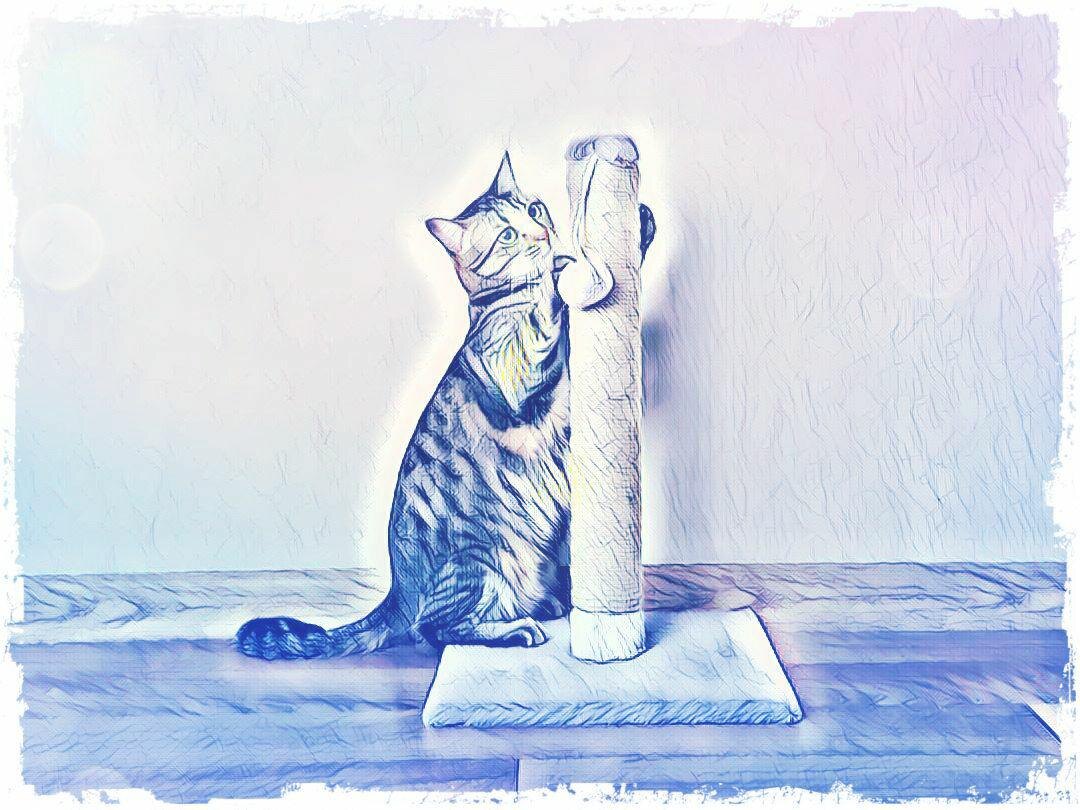 Фото для. Кот and Пёс.