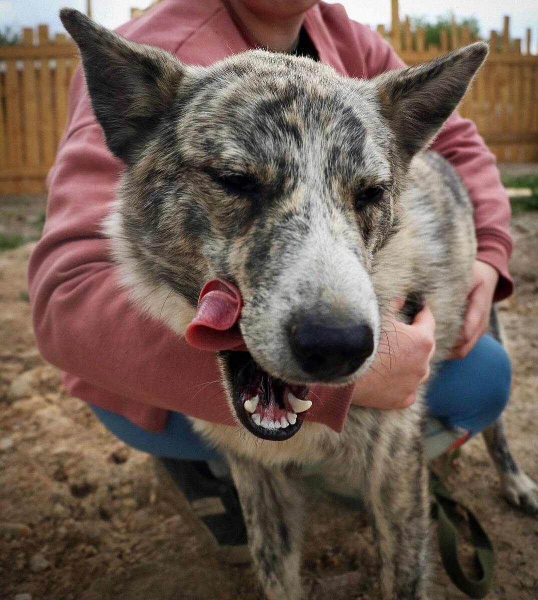 Уго-Уголёк сейчас. Фото из архива