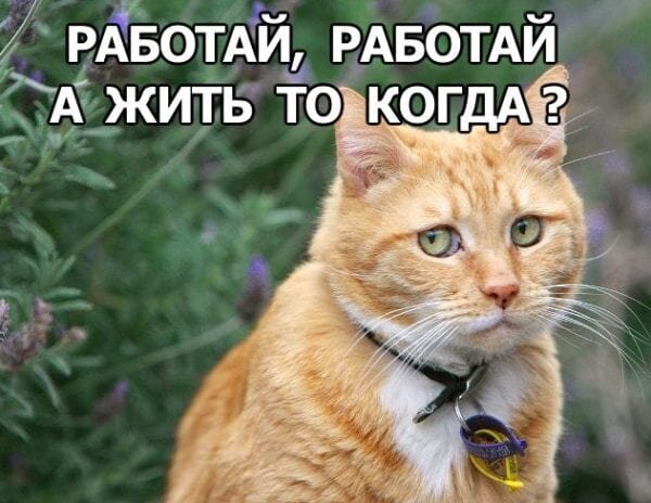 Сколько вселенской грусти в этих глазах. 
