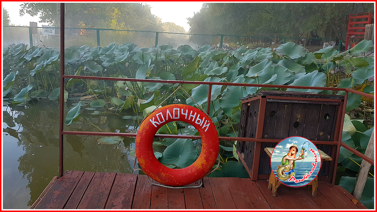 Причал базы "Остров Колочный". Какая же красота окружает в период цветения лотоса! 