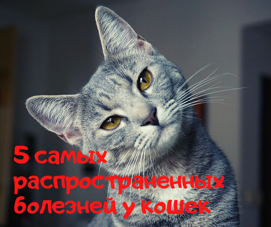 болезни кошек