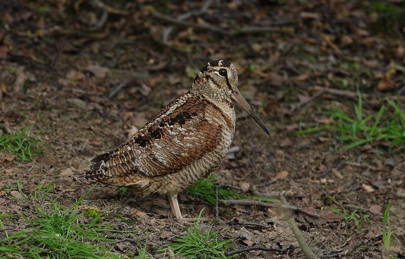 Вальдшнеп распространен почти по всей территории Евразии и предпочитает селиться в районах с умеренным или субарктическим климатом. С наступлением холодов мигрирует в теплые края, а ранней весной возвращается к местам гнездования. Питается преимущественно червями и насекомыми, в меньшей мере – растительной пищей (семена злаков, ягоды, стебли молодой травы).