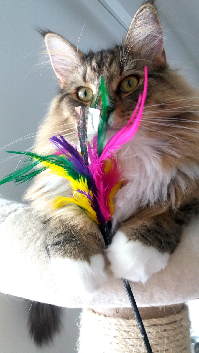 Игра поможет организовать режим сна и бодрствования кота. Фото freestockimages