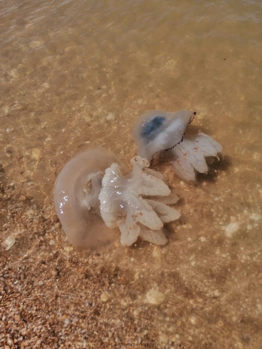 азовское море какие рыбы