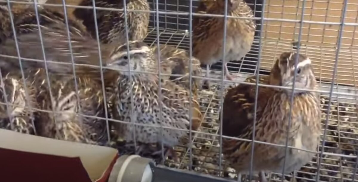 От перепелки за год можно получить до 300 яиц