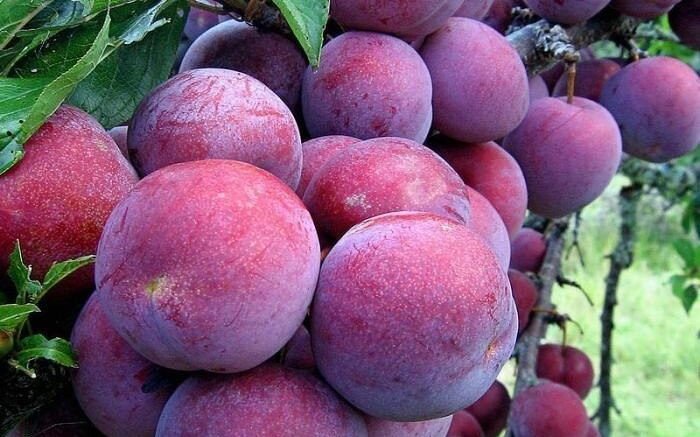 Срок созревания – позднеспелая, урожай начинают собирать с начала сентября. 
 
Дерево среднерослое (до 4 м) с пирамидальной густой кроной.

 Плоды очень крупные (до 80 г), яйцевидной формы, яркие, красно-лиловые. Кожица плотная с сильным восковым налетом, мякоть сочная, нежная, кисло-сладкая, ароматная.