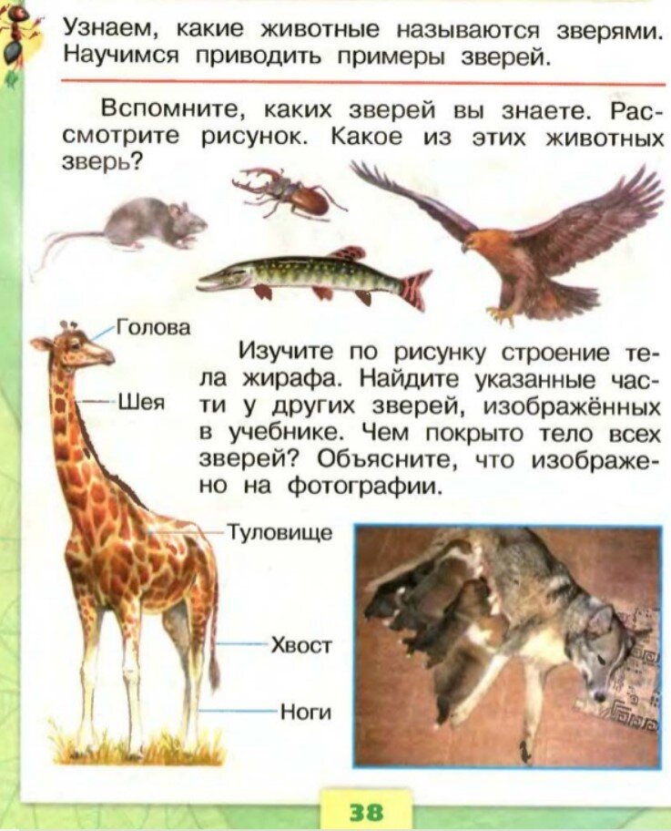 Окружающий мир 1 класс про. Звери окружающий мир 1 класс. Диволнве окружающий мир 1 класс. Пособие по окружающему миру 1 класс. Кто такие звери 1 класс окружающий мир.