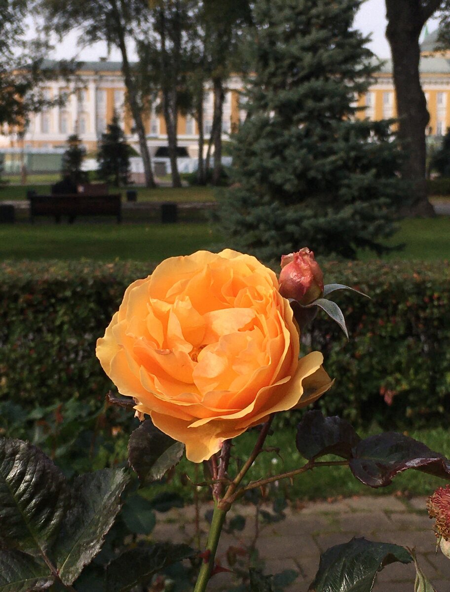 Тайницкий сад в Московском Кремле