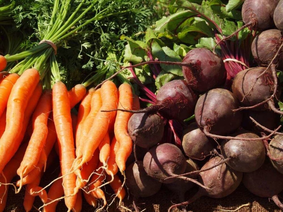 Картофель морковь свекла чеснок. Корнеплоды свеклы и моркови. Овощи открытого грунта. Овощи на огороде. Морковь и свекла.