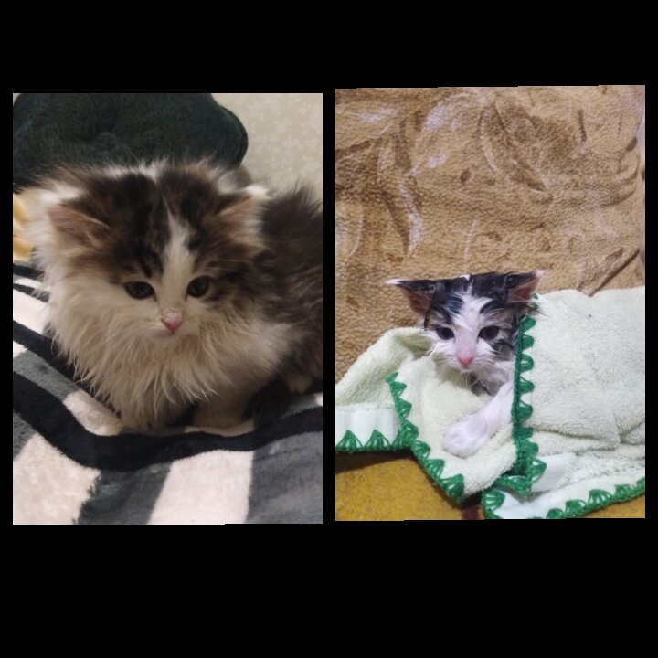 Наш подкидыш до и после "процедур"