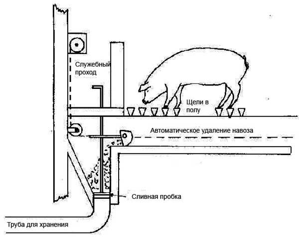 Самосплавные системы навозоудаления свинарников от производителя