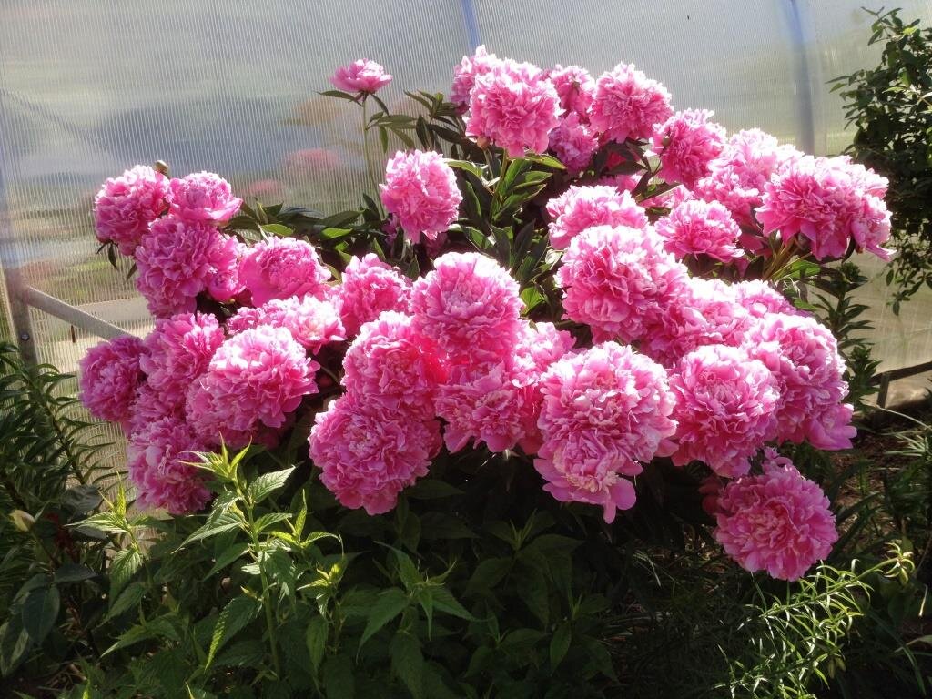 пион без башмака в моем саду