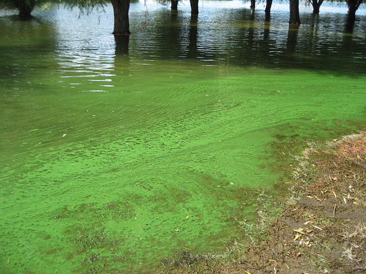 водоросли на озере