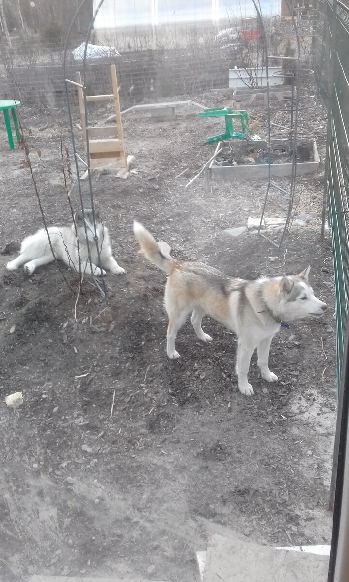 - Понаехали! А мне лай да лай целыми днями!