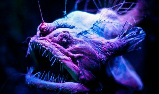 Морской Чёрт 